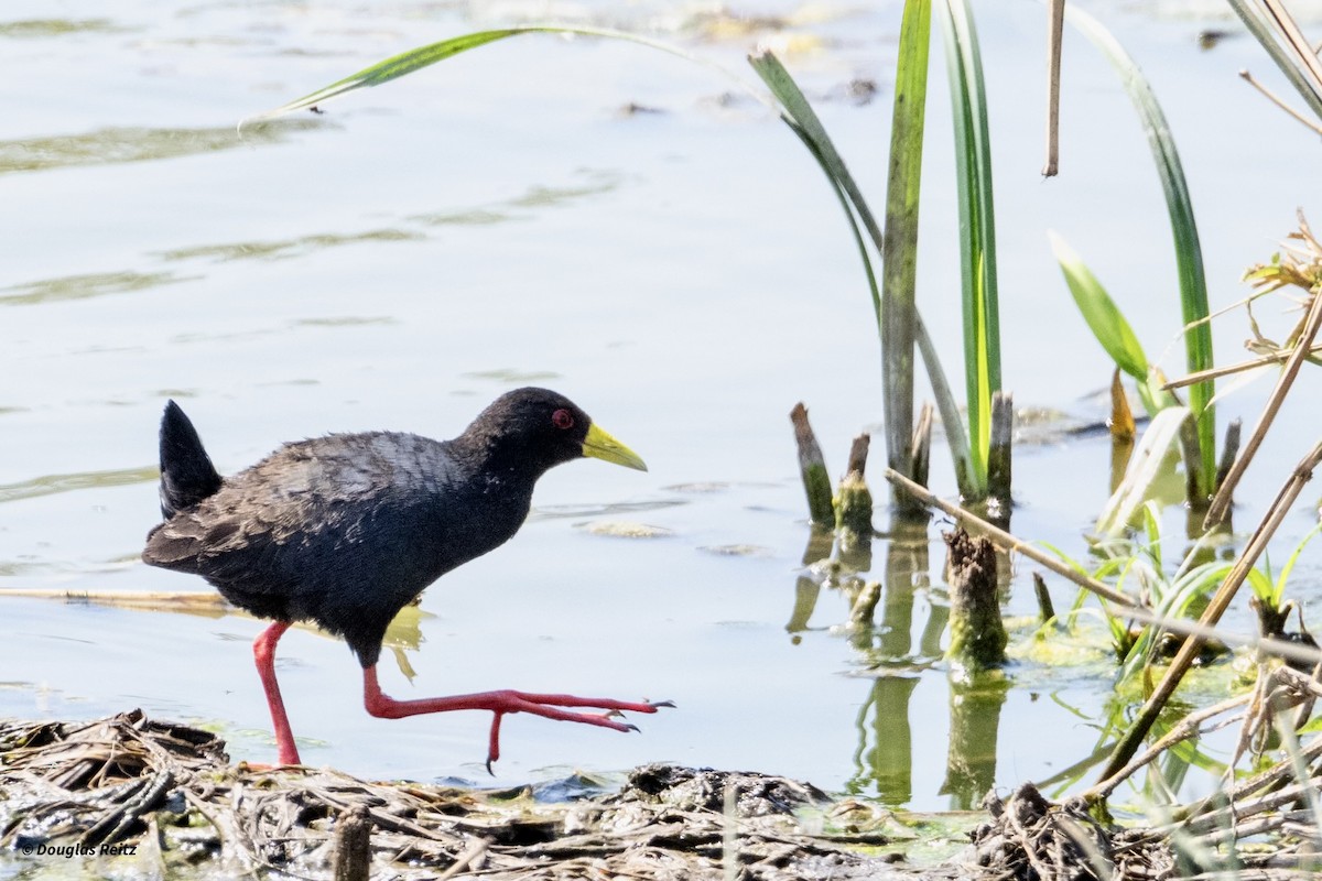 Black Crake - ML625279298