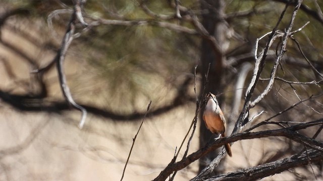 Opalton Grasswren - ML625279308