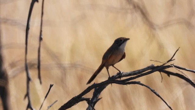 Opalton Grasswren - ML625279309