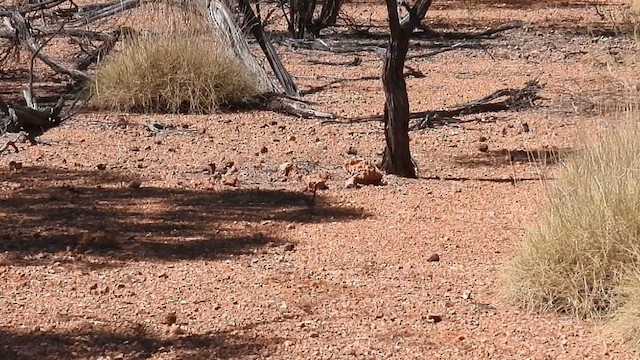 Opalton Grasswren - ML625279331