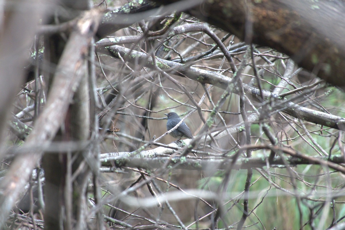 White-bellied Sholakili - ML625279353