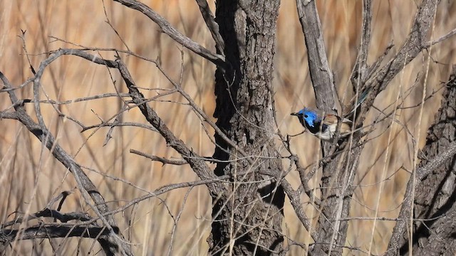 Purple-backed Fairywren - ML625279355