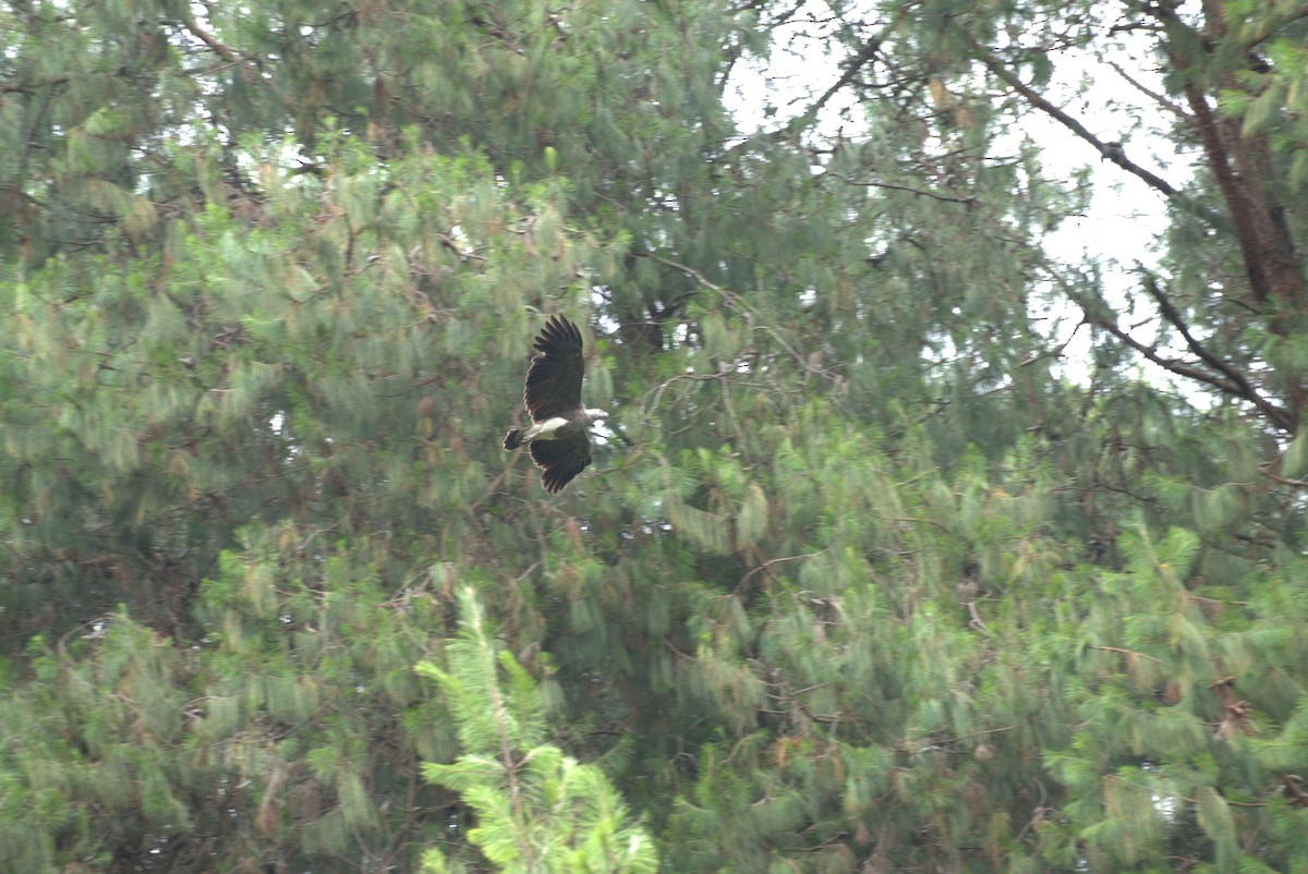 Lesser Fish-Eagle - ML625279360
