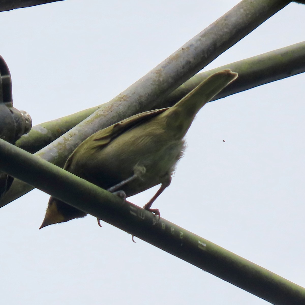 Yellow-faced Grassquit - Jocelyn K