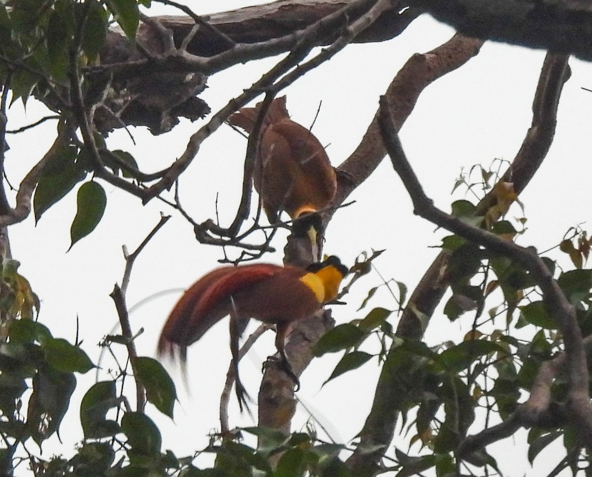 Red Bird-of-Paradise - Deepa Wimalasena