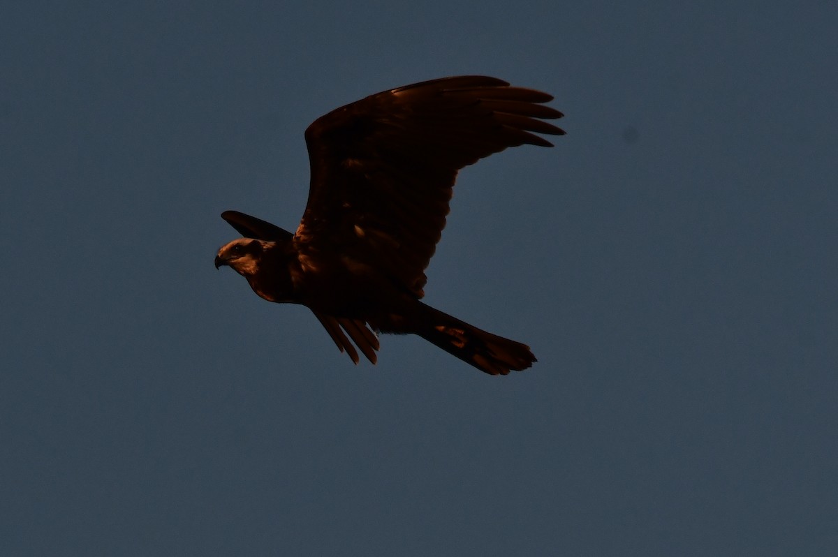 Western Marsh Harrier - ML625279692