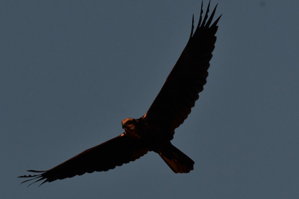 Western Marsh Harrier - ML625279693