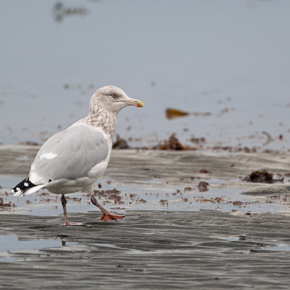 Herring Gull- - ML625279804