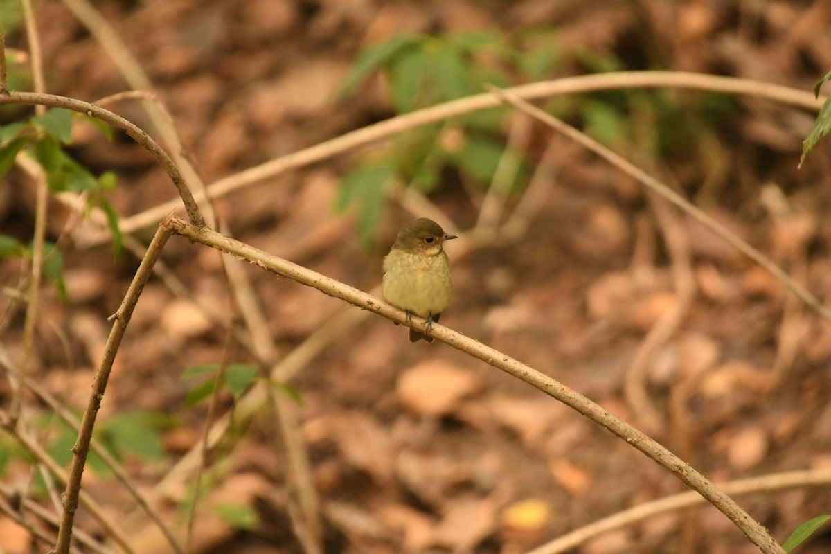 Narcissus Flycatcher - ML625279843