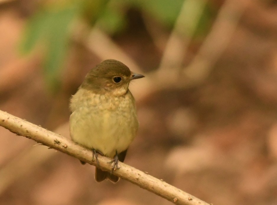 Narcissus Flycatcher - Sunanda Vinayachandran