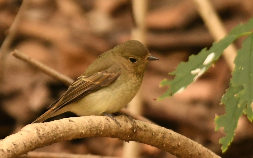 Narcissus Flycatcher - ML625279864