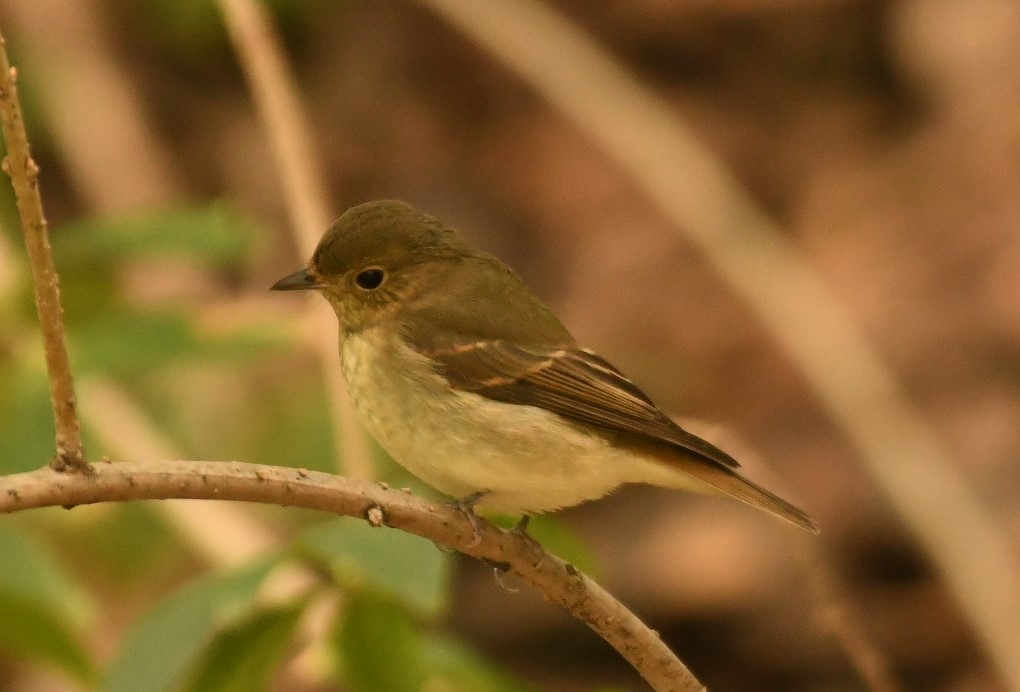 Narcissus Flycatcher - ML625279874