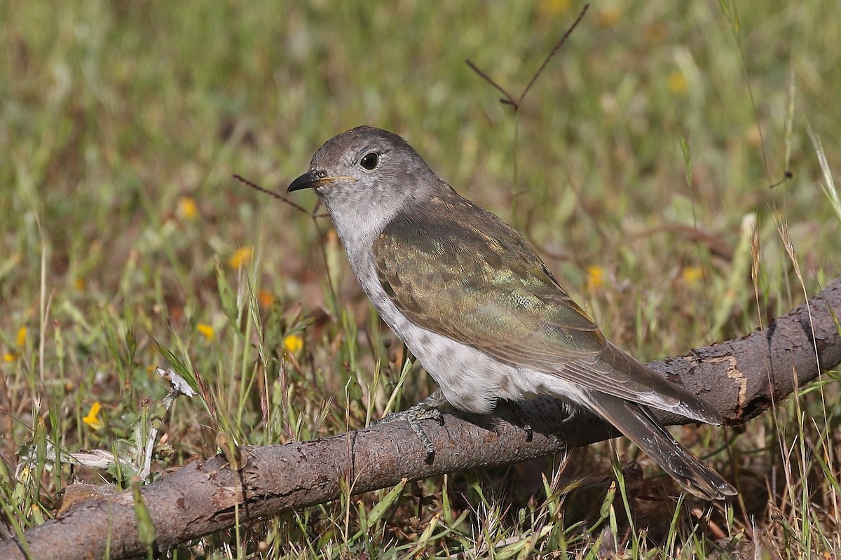 Shining Bronze-Cuckoo - ML625279879