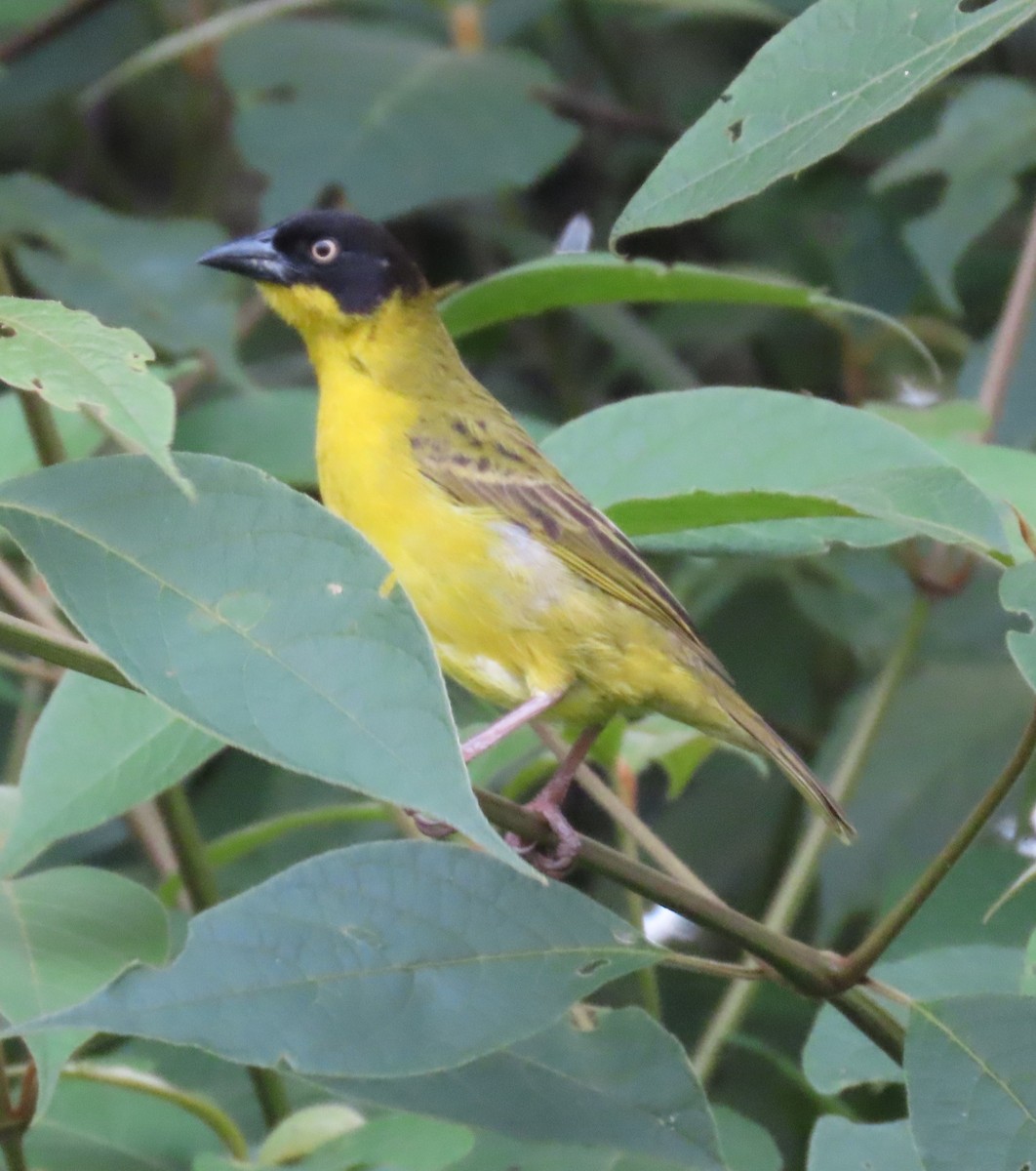 Baglafecht Weaver - ML625279895