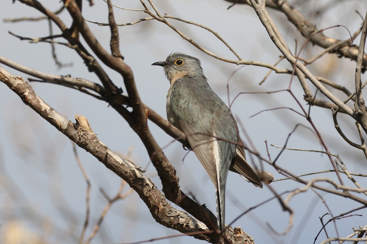 Fan-tailed Cuckoo - ML625279900