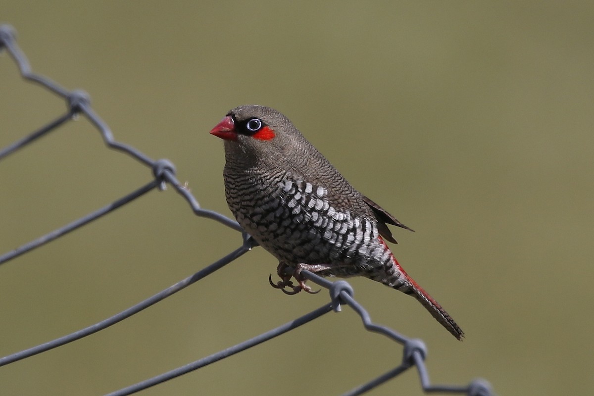 Red-eared Firetail - ML625279906