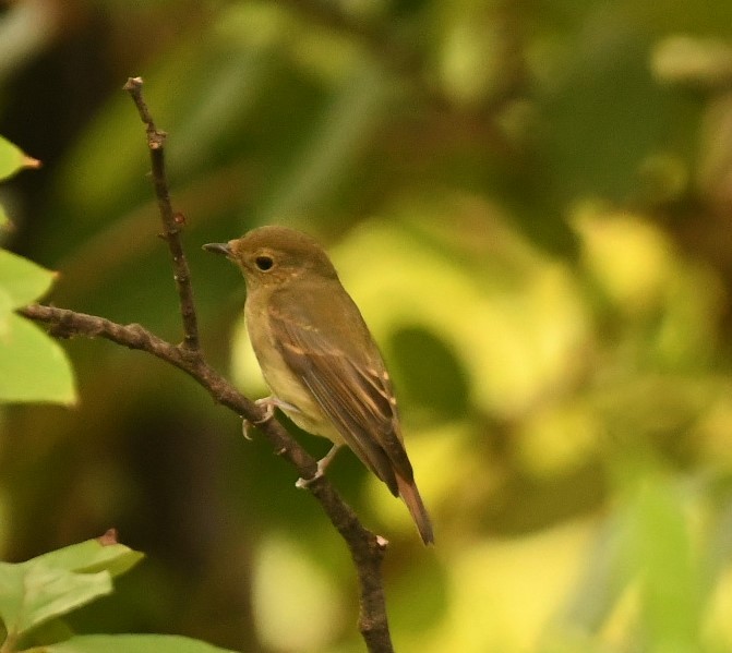 Narcissus Flycatcher - ML625279907