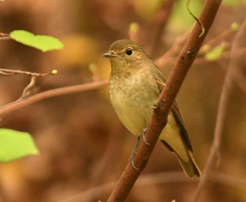 Narcissus Flycatcher - Sunanda Vinayachandran