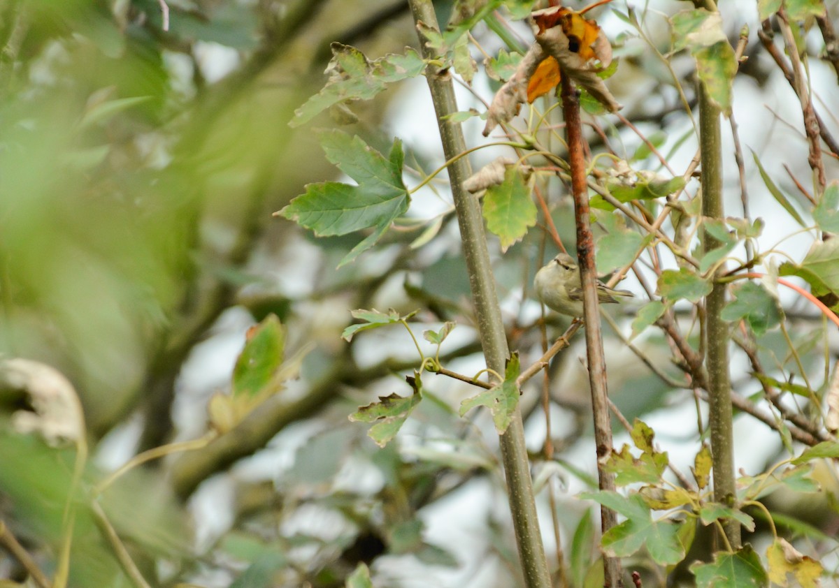 Hume's Warbler - ML625279926