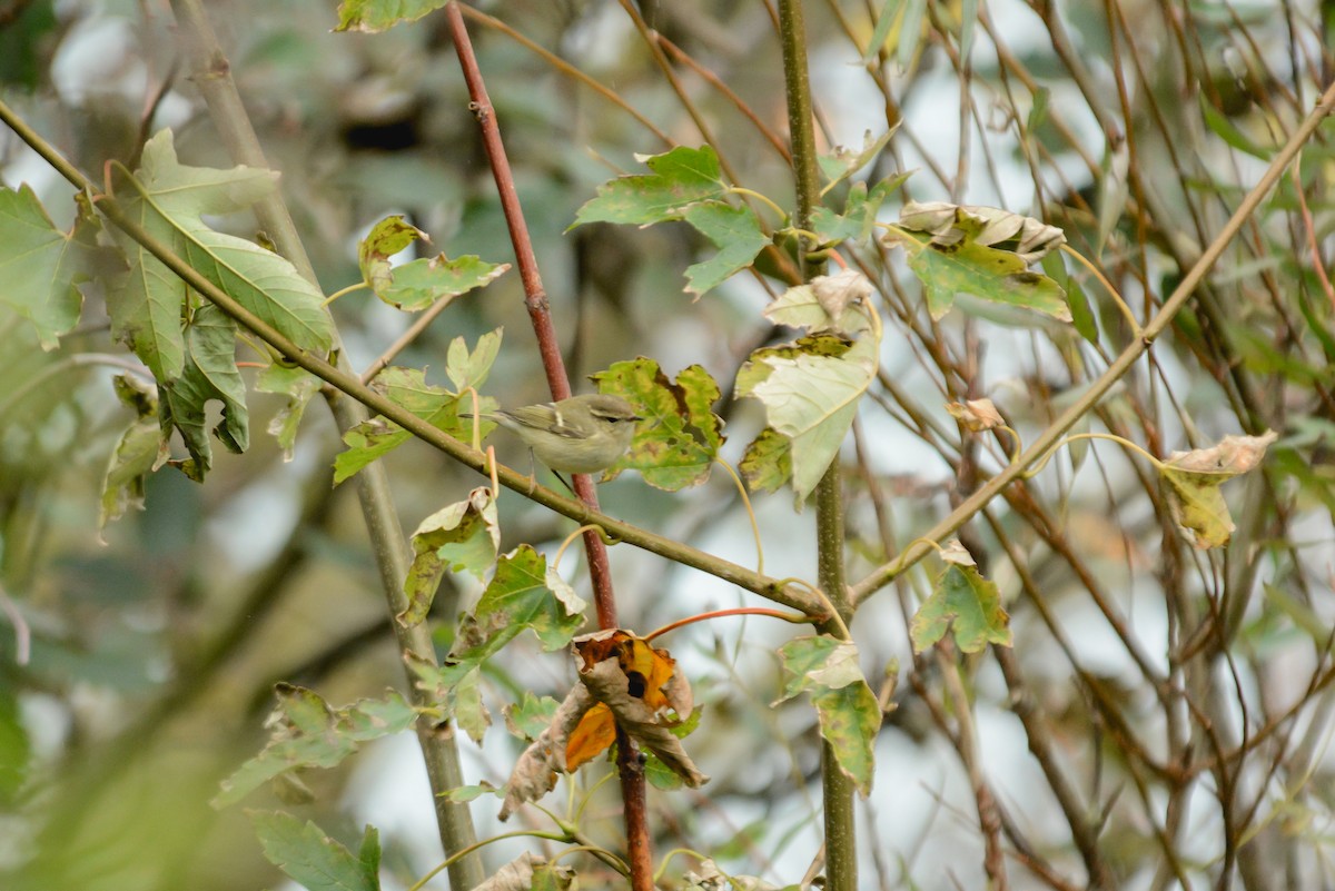 Hume's Warbler - ML625279927