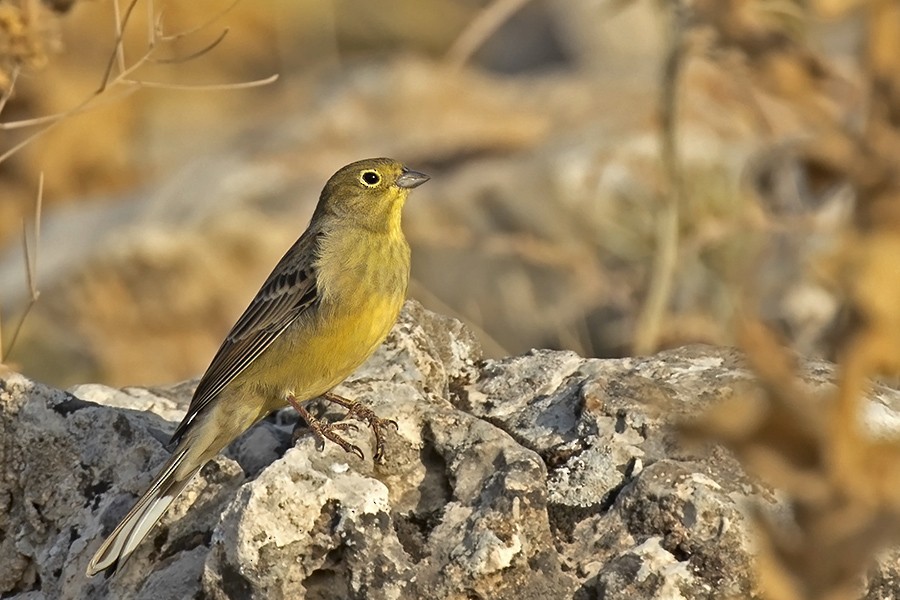 Cinereous Bunting - Ahmet Kâni  Vatandaş