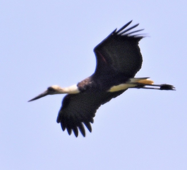 African Woolly-necked Stork - ML625280121