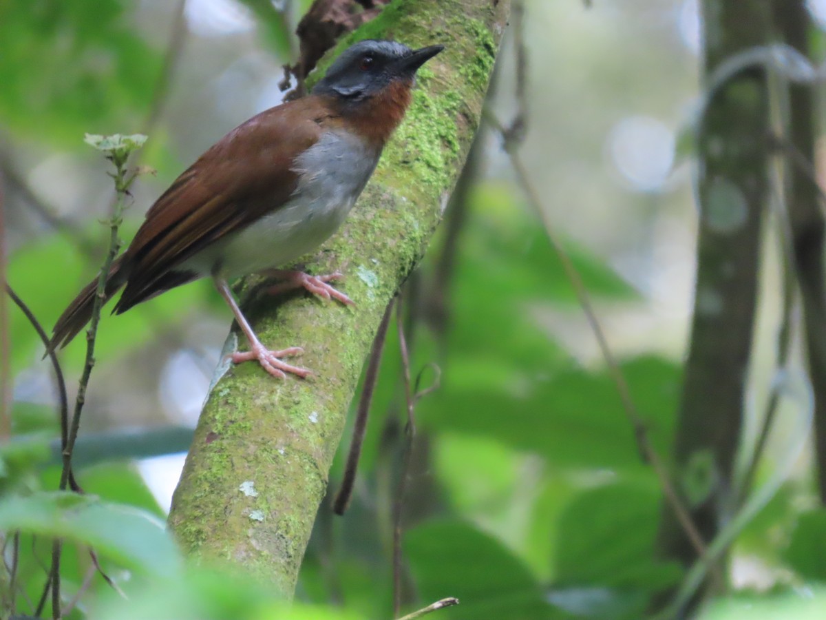 Red-throated Alethe - ML625280126