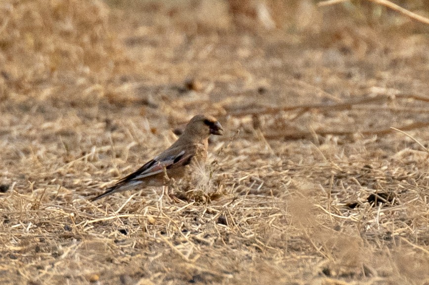 Desert Finch - ML625280192