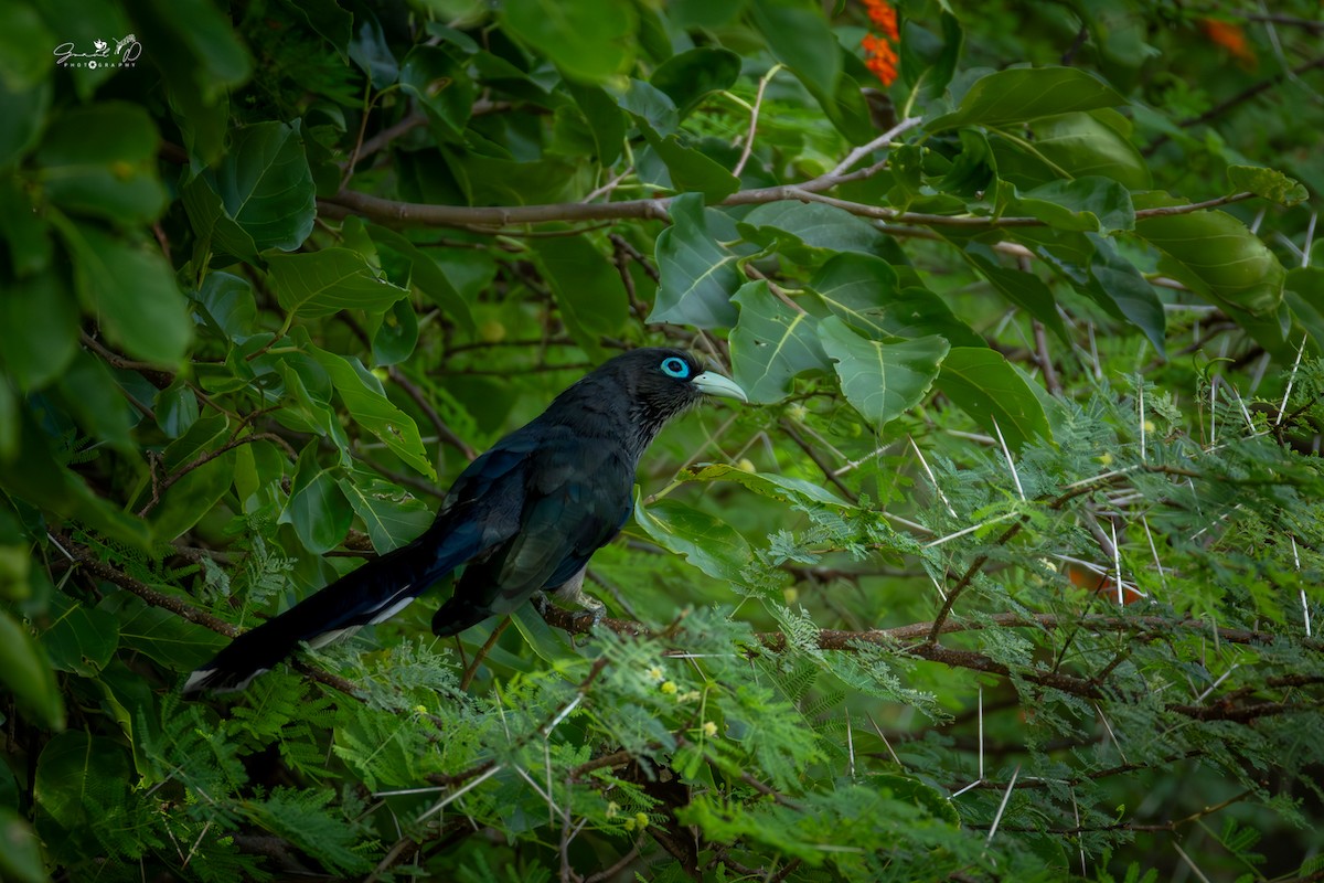 Blue-faced Malkoha - ML625280268