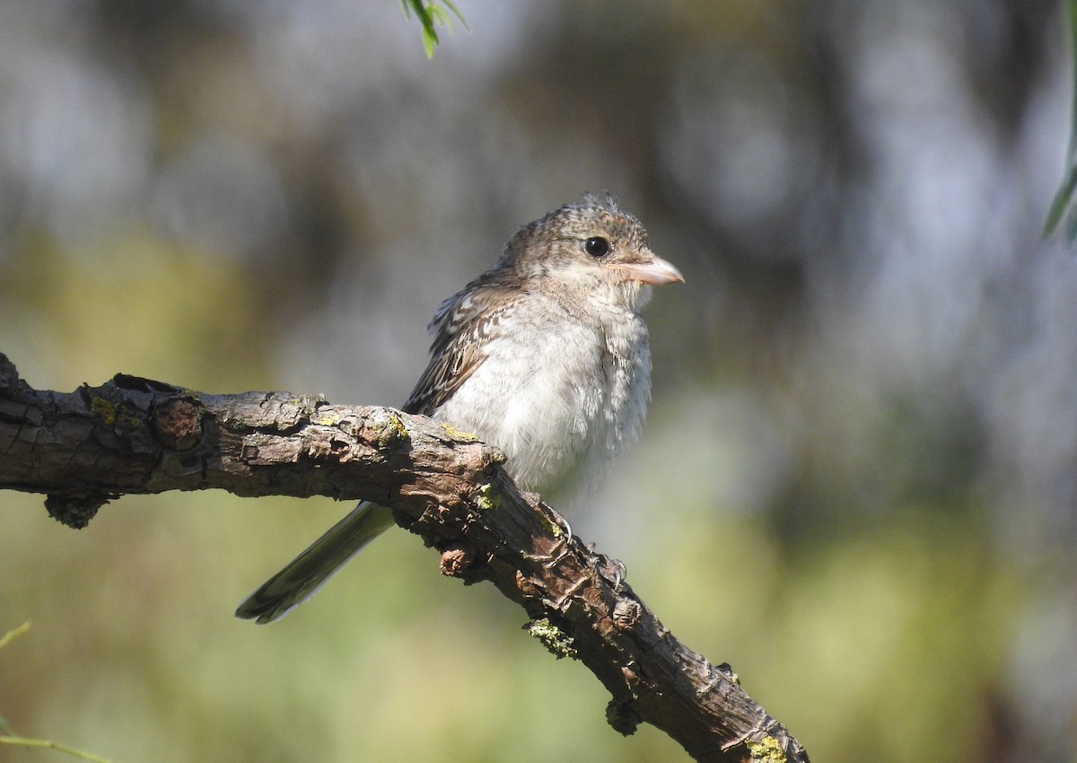 Woodchat Shrike - ML625280305