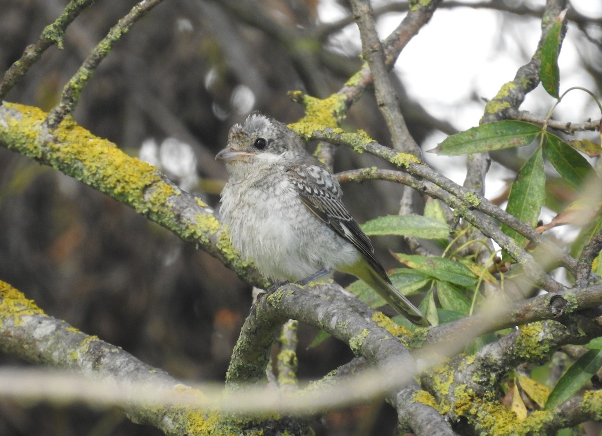 Woodchat Shrike - ML625280323