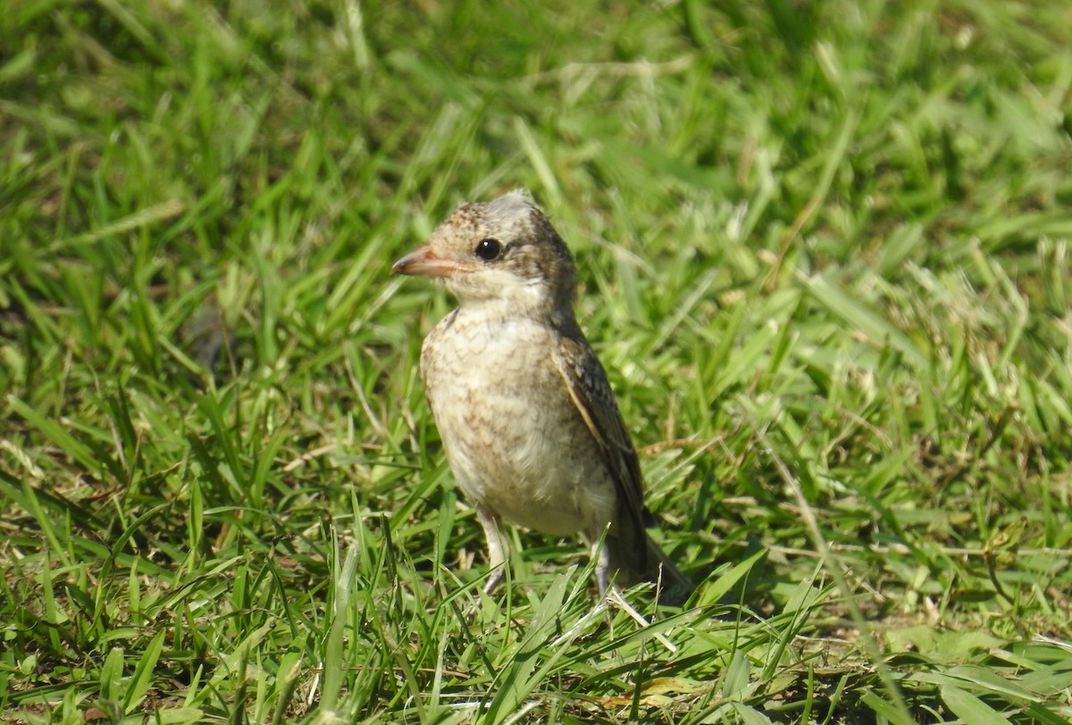 Woodchat Shrike - ML625280340