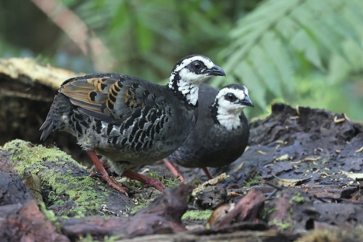 Gray-breasted Partridge - ML625280470