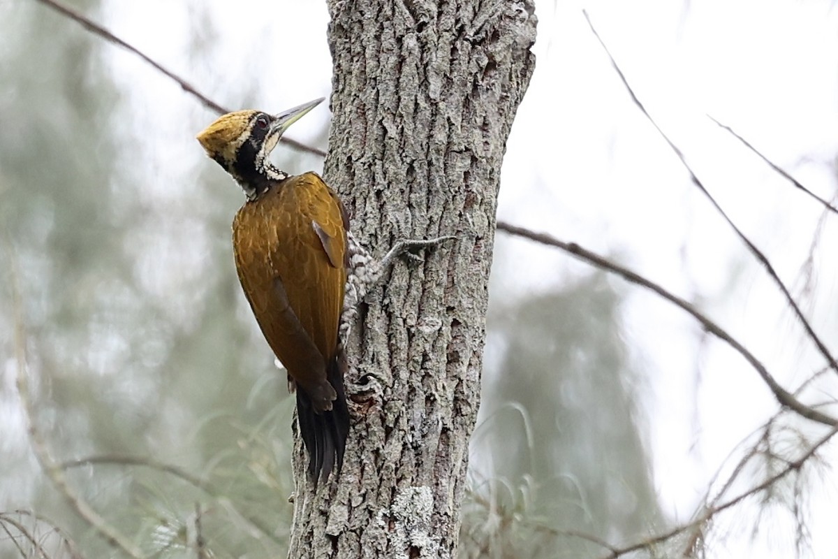 Javan Flameback - ML625280475