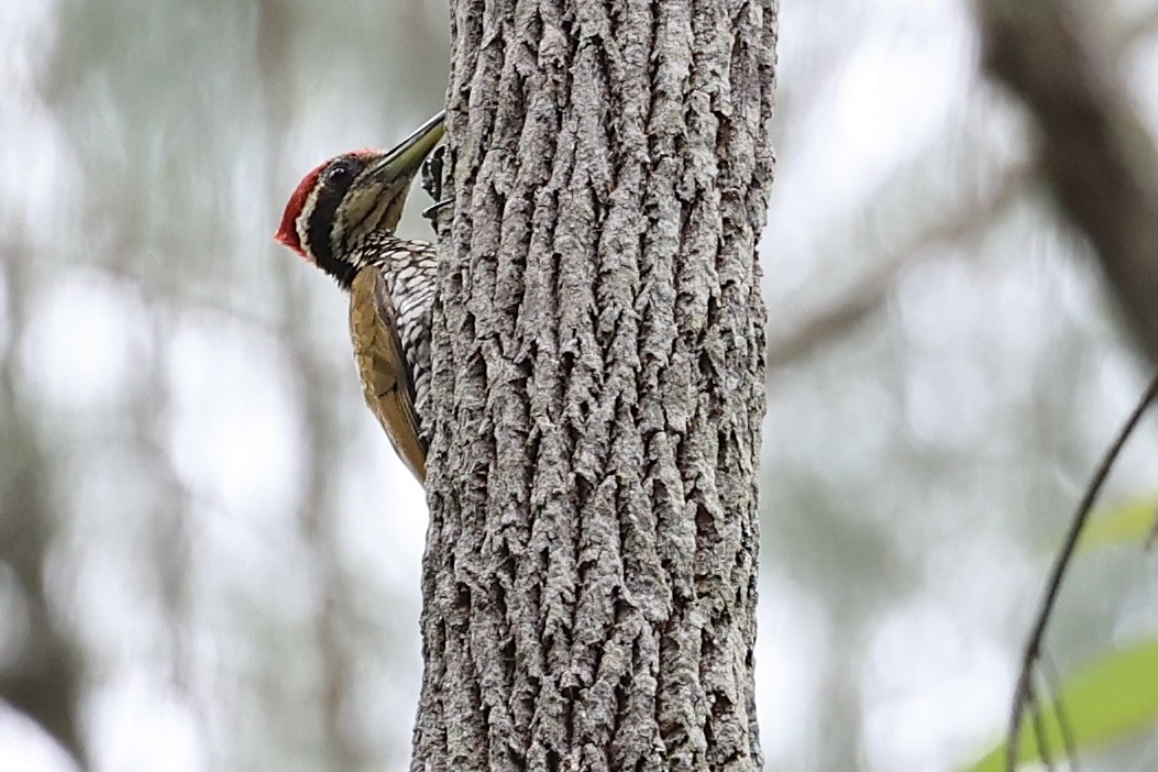 Javan Flameback - ML625280476