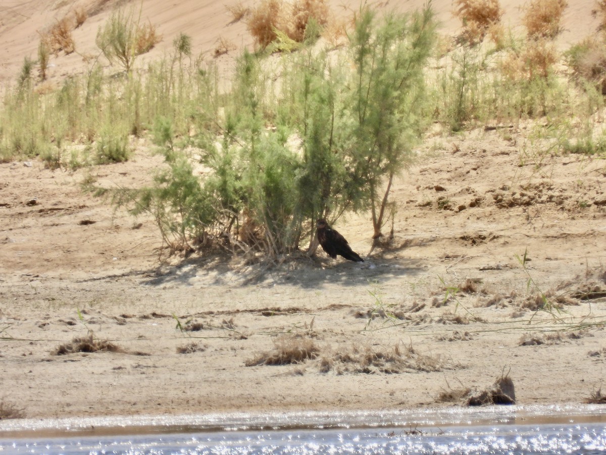 Western Marsh Harrier - ML625280492