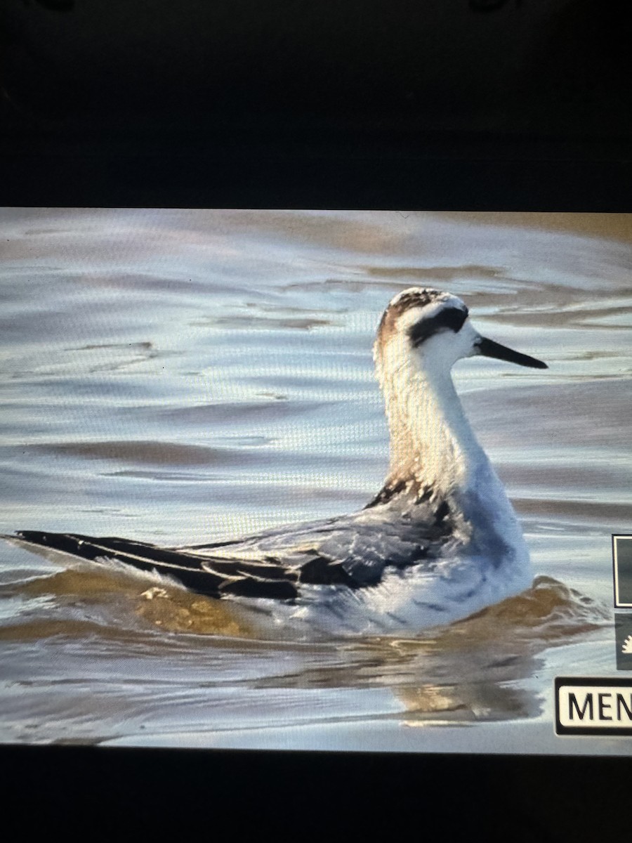 Red Phalarope - ML625280618