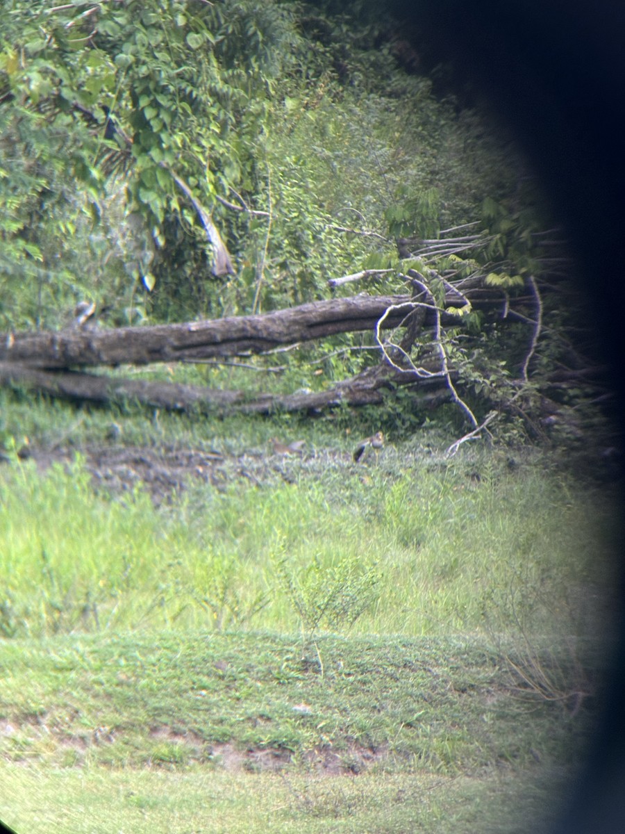Gray-headed Lapwing - ML625280669