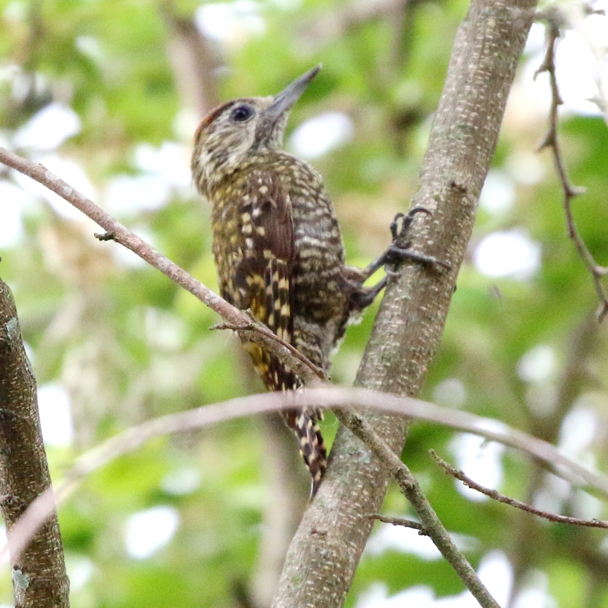 White-spotted Woodpecker - ML625280686