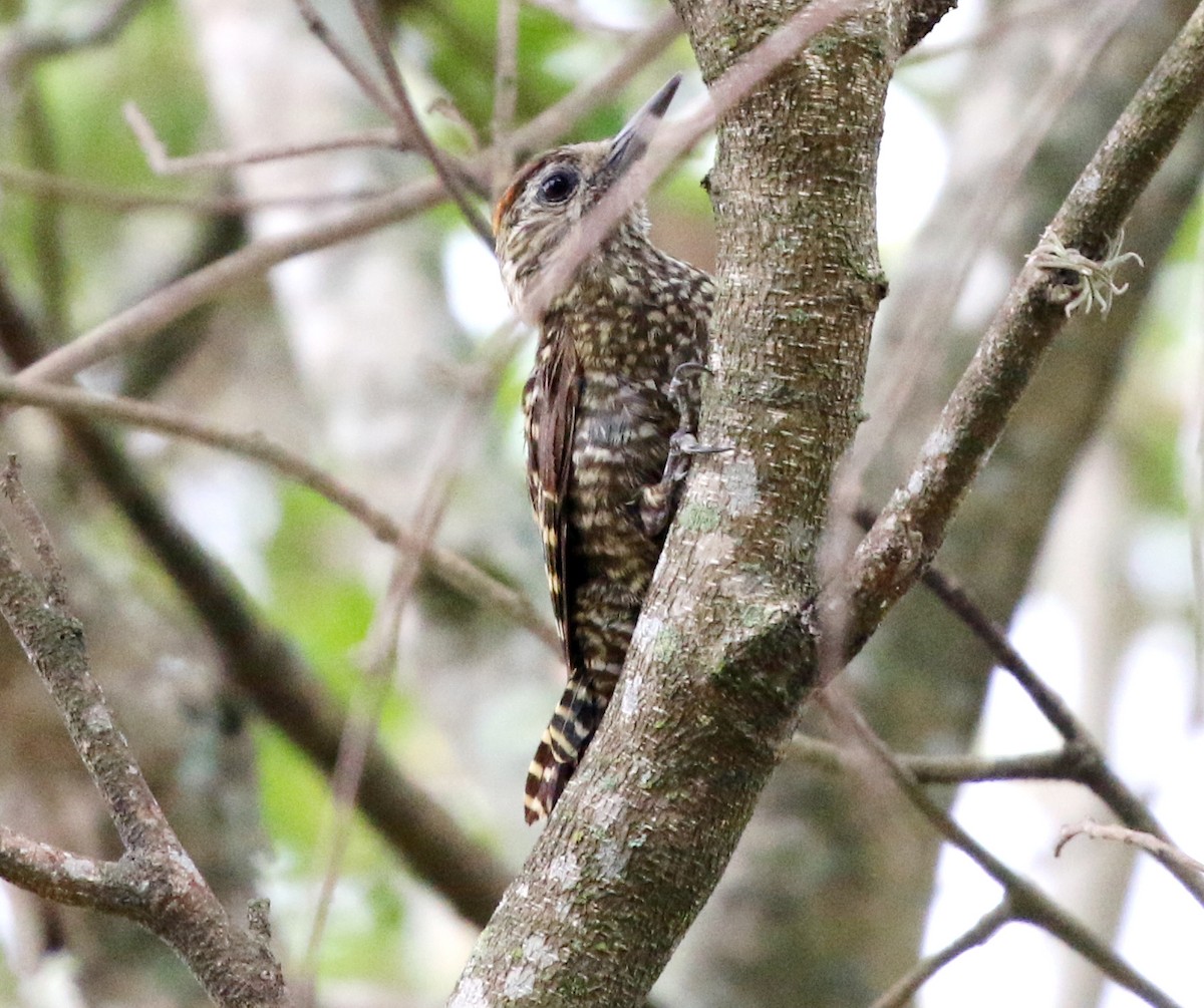 White-spotted Woodpecker - ML625280687