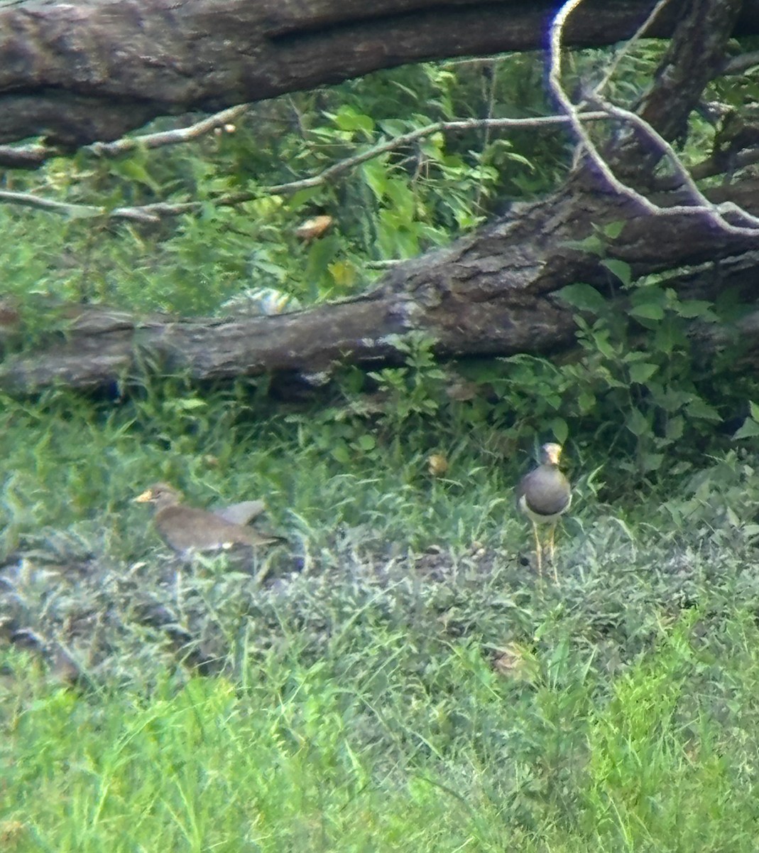 Gray-headed Lapwing - ML625280730
