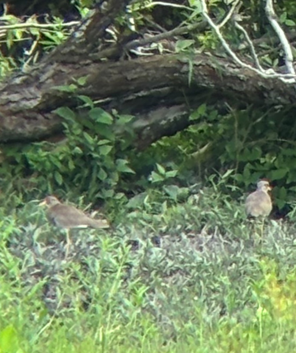 Gray-headed Lapwing - ML625280731