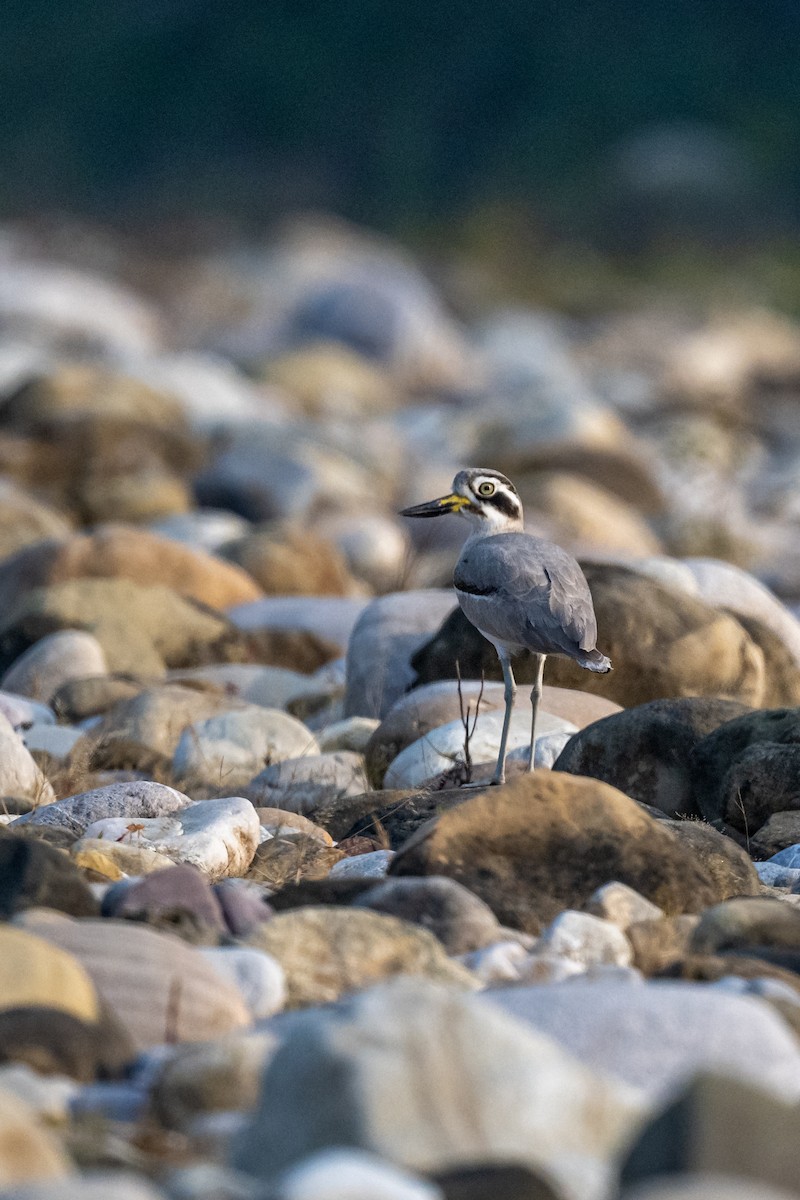 Great Thick-knee - ML625280752