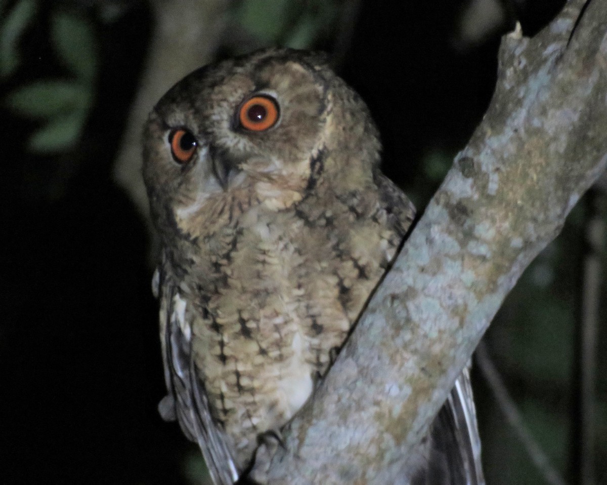 Japanese Scops-Owl - ML625280756