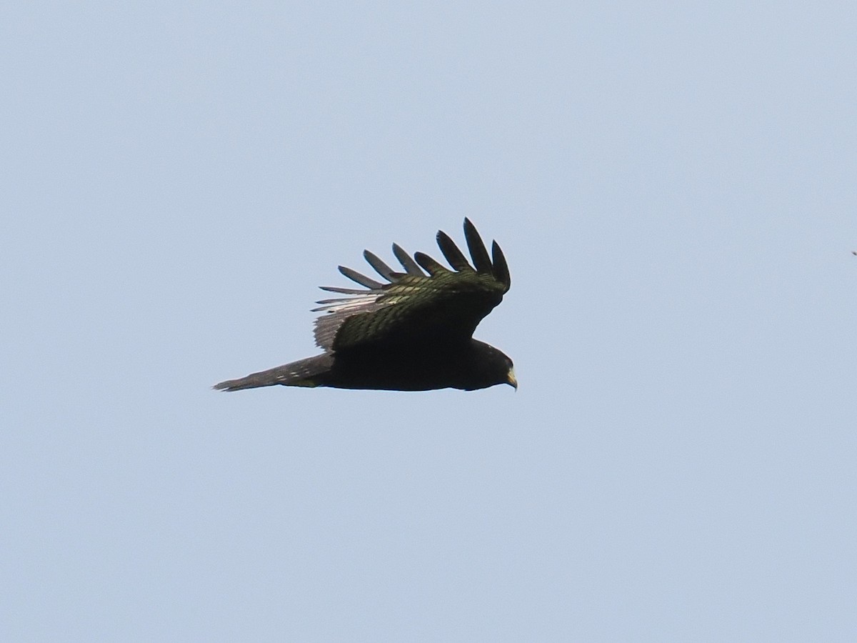 Zone-tailed Hawk - Alexandre Vinot