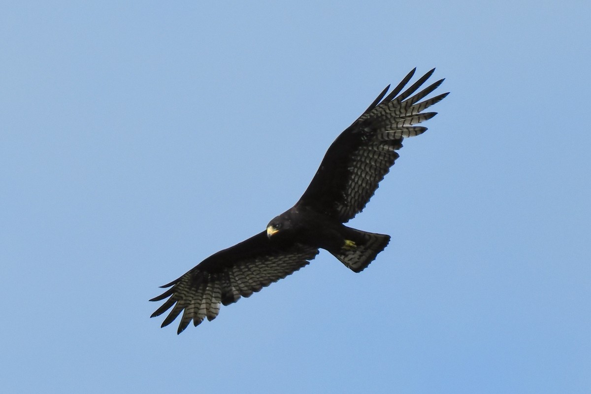 Zone-tailed Hawk - ML625280760