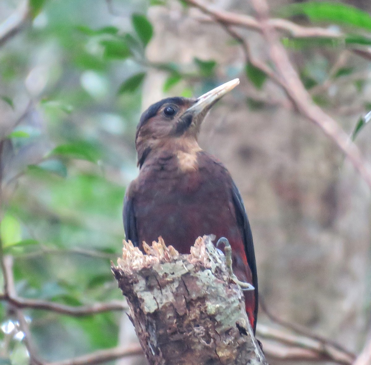 Okinawa Woodpecker - ML625280776