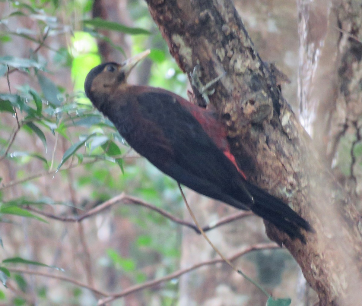 Okinawa Woodpecker - ML625280777