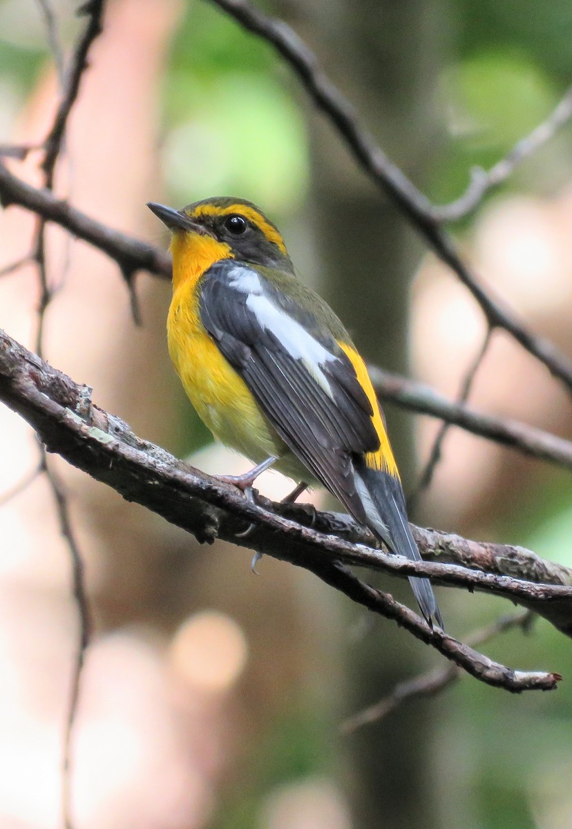 Ryukyu Flycatcher - ML625280814