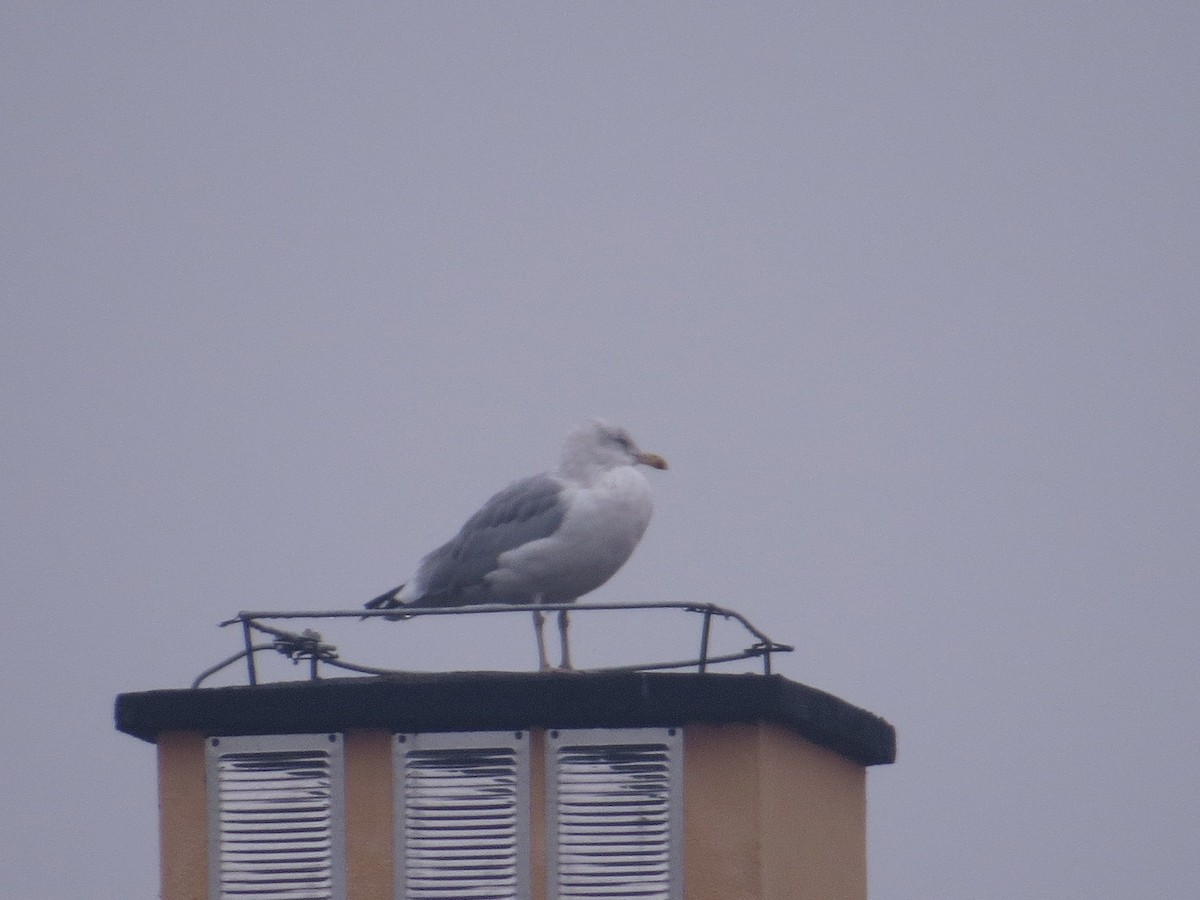 Herring Gull- - ML625280822